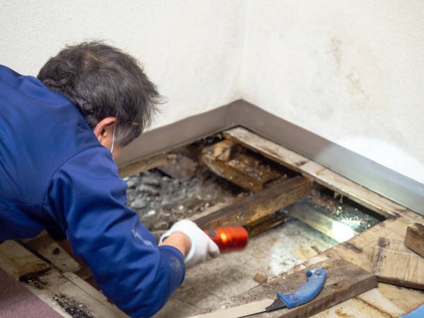 Reliable Fulton, KY Mold Removal Solutions