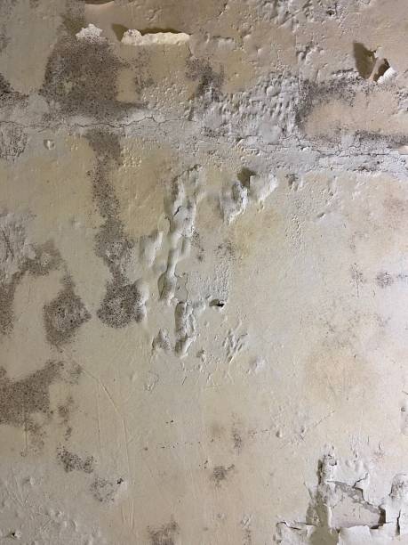 Best Best Mold Removal Companies  in Fulton, KY